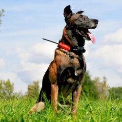 Dog Trace Hondentracker DOG GPS X30B