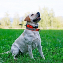 Dog Trace Halsband voor een andere hond DOG GPS X25- oranje