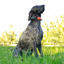 Dog Trace Hondentracker DOG GPS X30 - zonder trainingsmodule