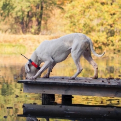 Dog Trace Halsband voor een andere hond DOG GPS X25T - oranje